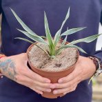  Juka nádherná (Yucca gloriosa) ´VARIEGATA´ výška 15-20 cm, Ø 20-30 cm, kont. C2L (-25°C)